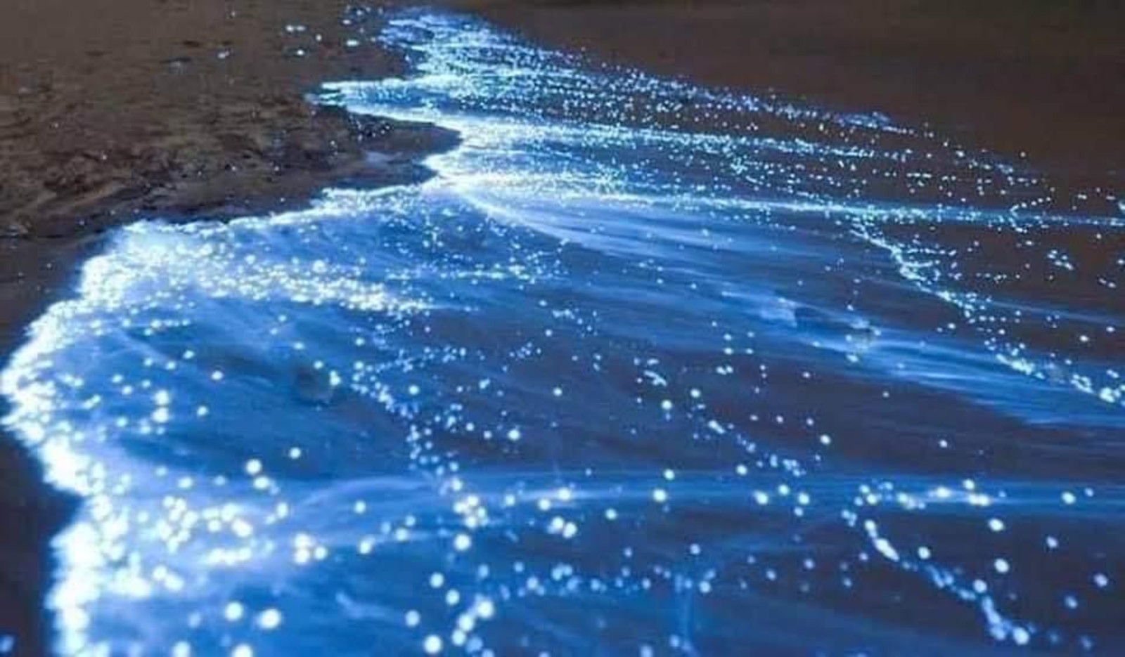Playas de Acapulco brillan por el fenómeno de bioluminiscencia ...