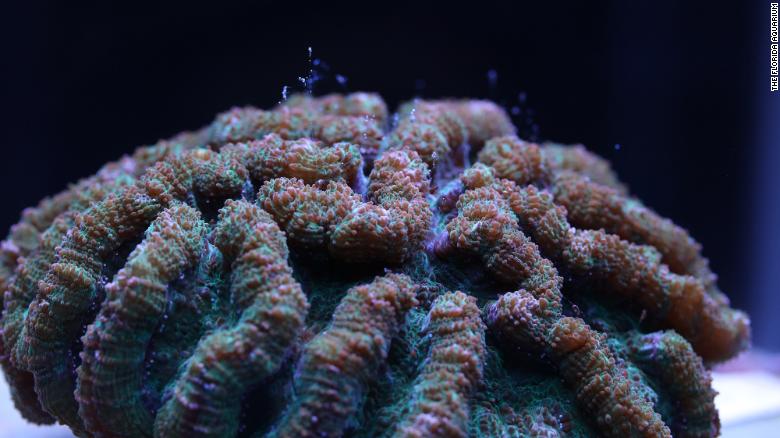 The ridged cactus coral which reproduced. 