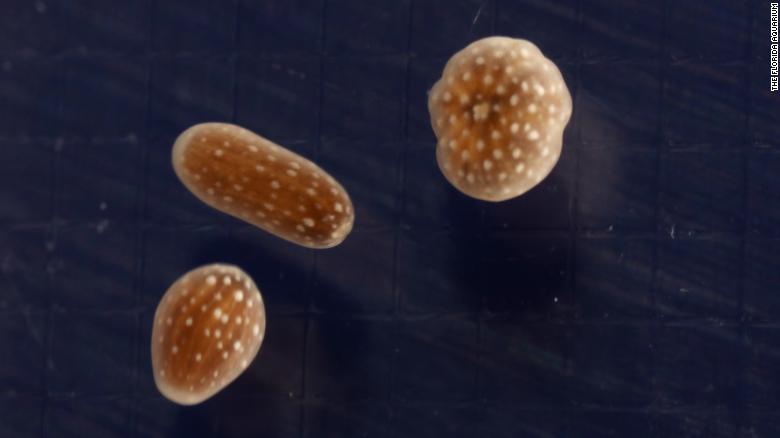 The baby ridged cactus corals.