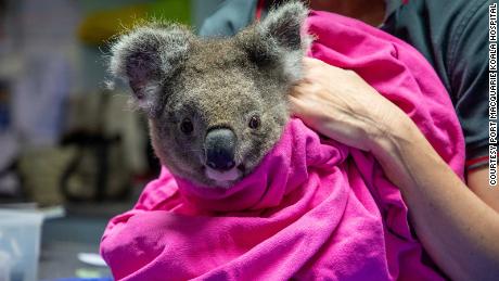 Koalas injured in Australia bushfires re-released into wild