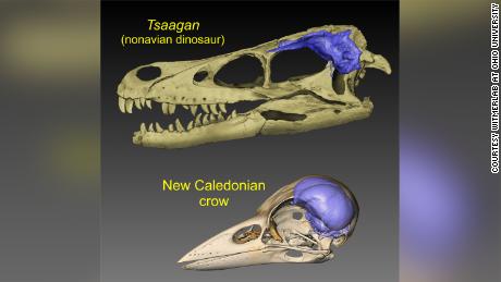 Thes visuals show brain endocasts (blue) from the skulls of a dinosaur and a modern bird.