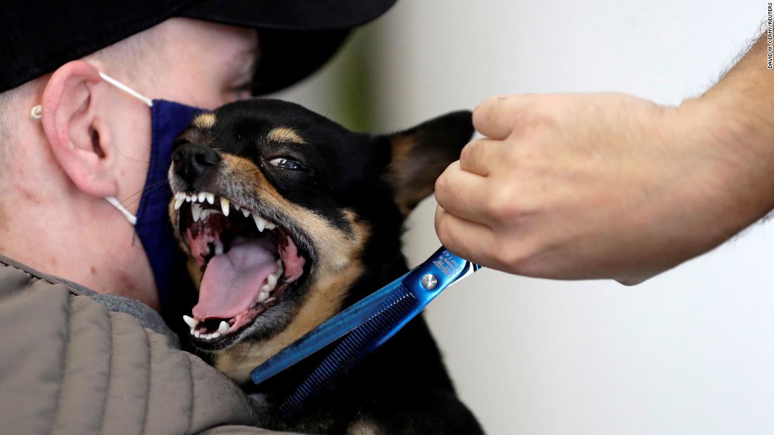 A groomer trims a dog&#39;s fur on April 20 after pet-grooming salons reopened in Prague, Czech Republic.