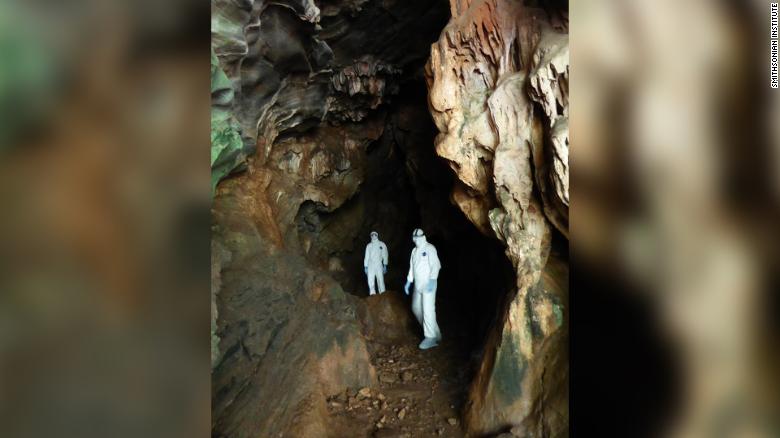 To catch the bats, EcoHealth Alliance's scientists have to set up nets at the entrance of the cave. To avoid any contact with the bats, they wear hazmat suits, a respirator and gloves.