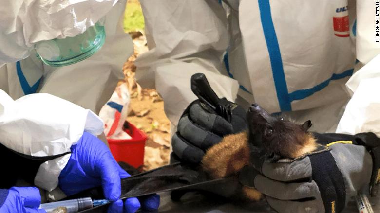 The Smithsonian Institution carries out bat sampling in Myanmar and Kenya, allowing them to discover 6 new coronaviruses.