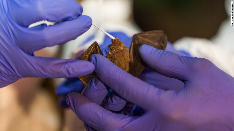 The Smithsonian Institution carries out bat sampling in Myanmar and Kenya, allowing them to discover 6 new coronaviruses.