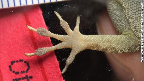 Donihue measured toe pads of lizard species Anolis sagrei after Hurricanes Irma and Maria, finding that survivors had larger toe pads.