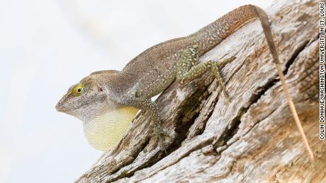 An Anolis nubilus, one of the lizard species featured in the new study.