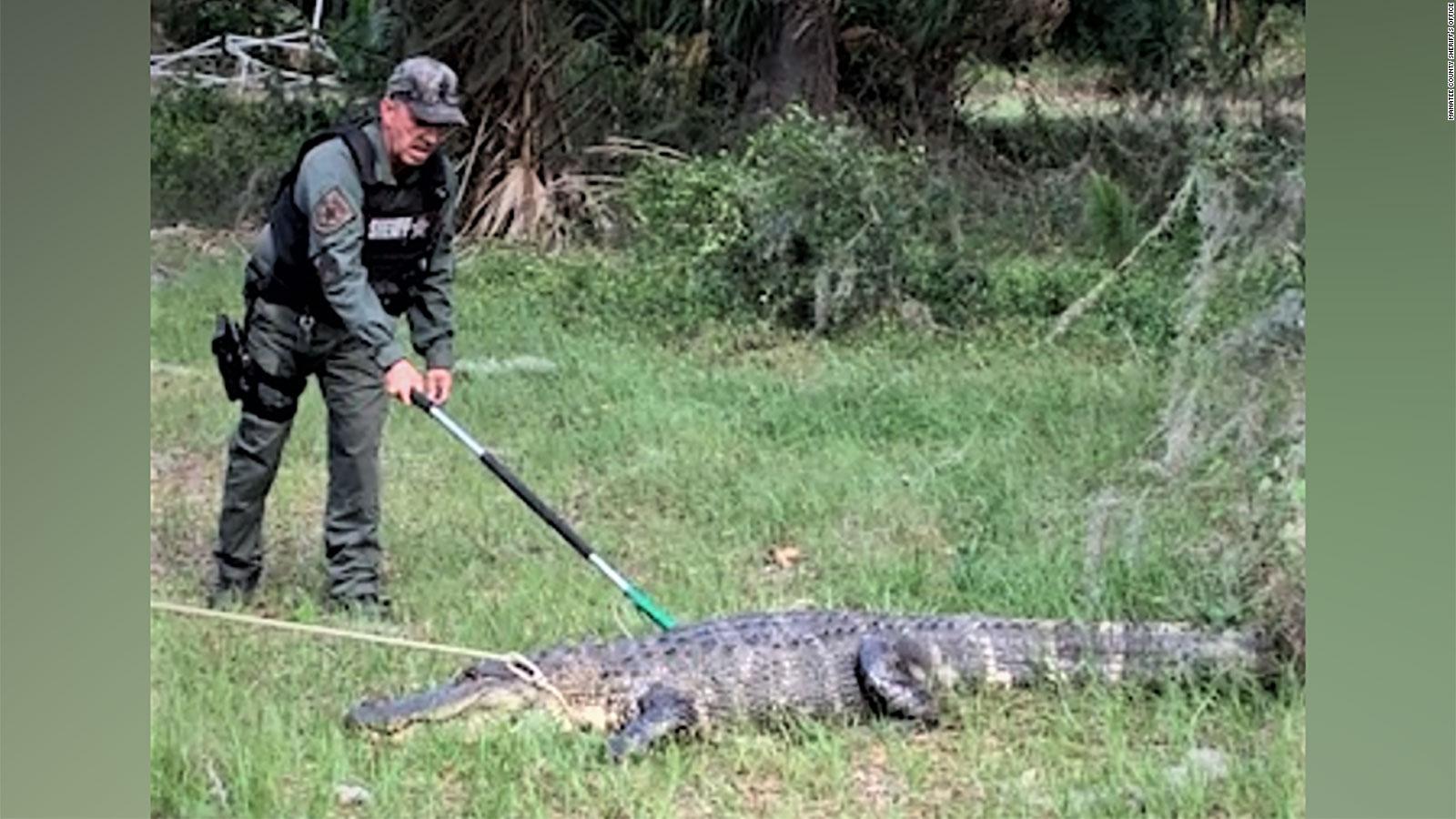 11foot alligator blocks traffic on Florida highway CNN