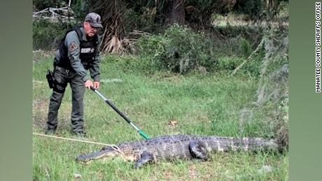 Florida officials warn motorists against aggressive alligators during mating season