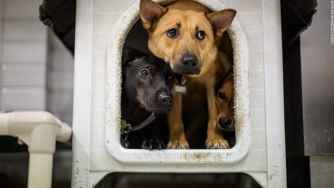Dogs awaiting adoption or foster care crowd together together inside a doghouse at a Hong Kong Dog Rescue homing center. Shelters in Hong Kong reported that a higher-than-average number were adopted in March.