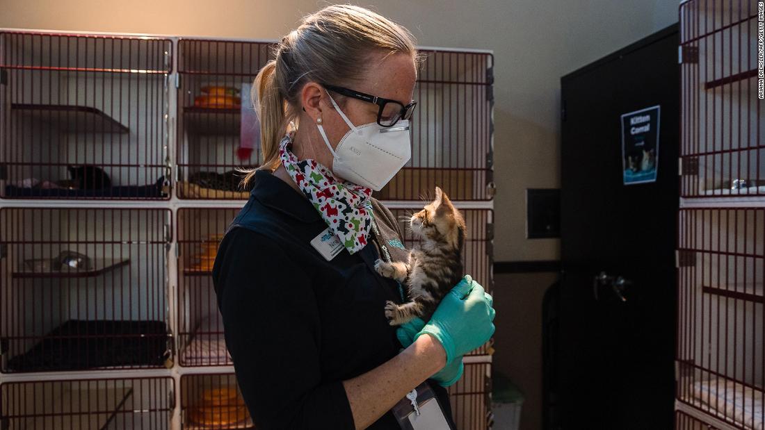 The San Diego Humane Society&#39;s Nina Thompson holds a kitten at the kitten nursery in San Diego, California.