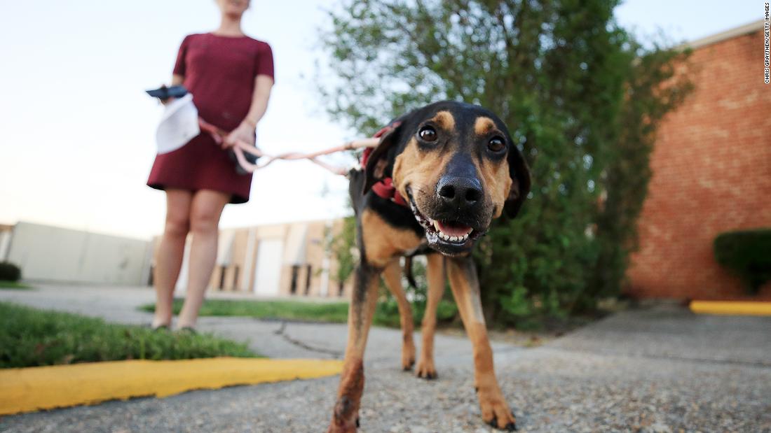 Honeysuckle the dog gets ready for a foster home at Animal Rescue New Orleans in Louisiana.  