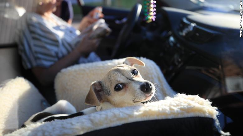 Layla the dog waits to be taken to a new foster home at the Animal Rescue of New Orleans in March, as uncertainty around coronavirus leads to fewer people adopting animals. 