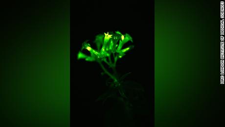 Scientists say they have found a way to alter plants&#39; DNA to make them glow in the dark.