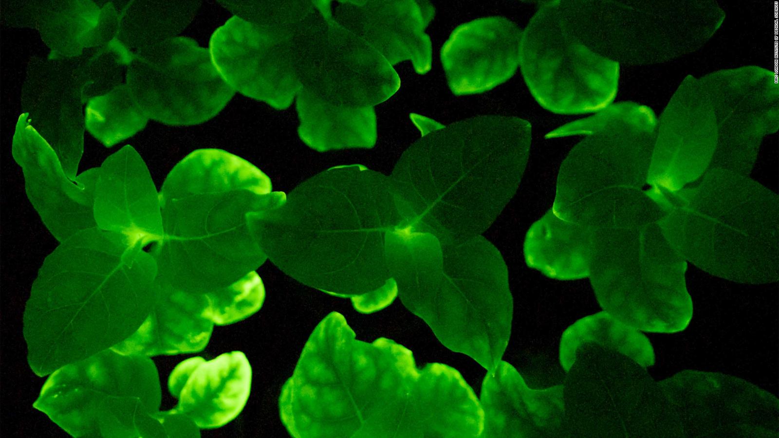 Scientists create glow-in-the-dark plants - CNN