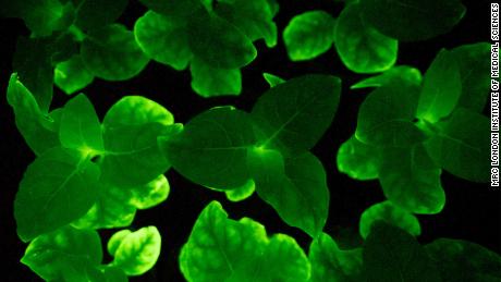 By inserting DNA obtained from bioluminescent mushrooms, the scientists were able to create plants that sustained a greenish glow. 
