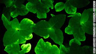 Scientists Create Glow In The Dark Plants Cnn