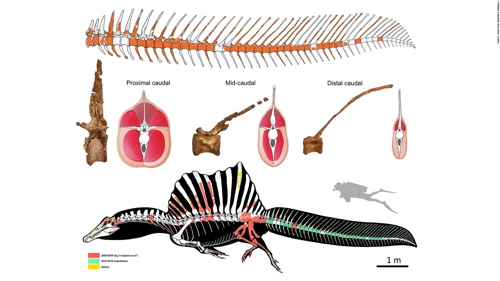 spinosaurus fossil discovery