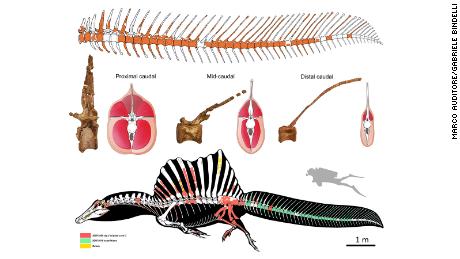 Top: reconstruction of the tail skeleton of Spinosaurus (missing bones shown in white). Center: cross sections through the tail showing changes in the vertebrae, tail volume, and arrangement of major muscles. Bottom: the new - and surprising - look of Spinosaurus (black, soft parts/body outline; red, bones collected in 2008 by a local fossil collector; green, bones from recent scientific excavations; yellow, bone fragments collected in the debris around the main excavation area).