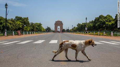 A stray dog walks in front of an empty historic India Gate on March 30, 2020 in New Delhi, India. 