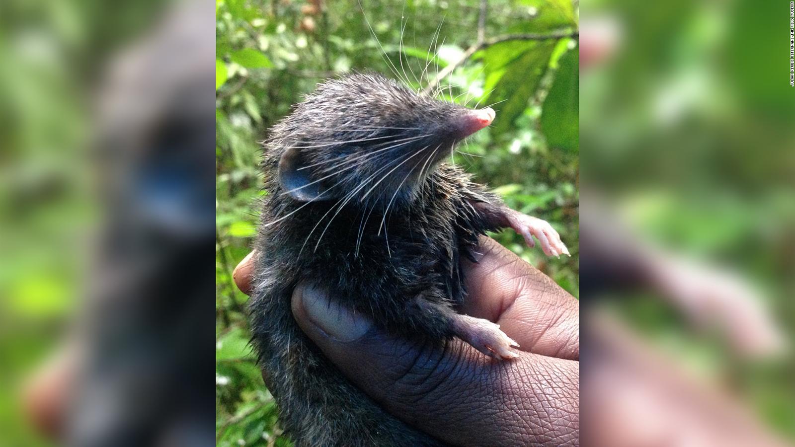 hero-shrews-have-strong-interlocking-spines-unlike-any-other-animal