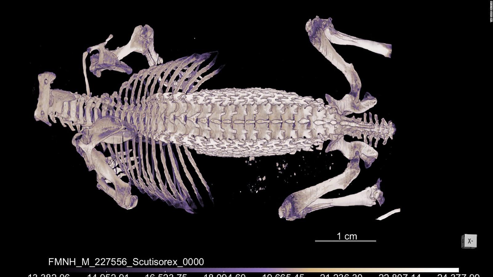 Hero shrews have strong, interlocking spines unlike any other animal