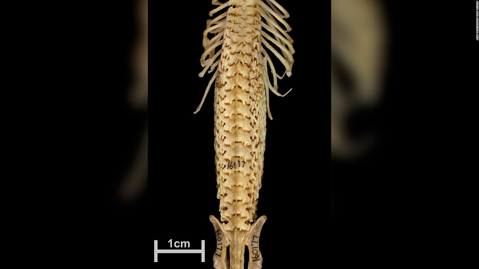 Hero shrews have strong, interlocking spines unlike any other animal