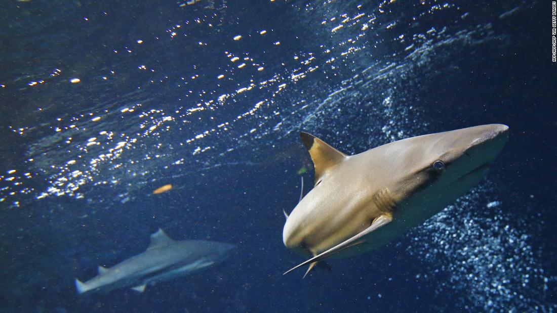 Rays, sharks, and dolphins enjoy new freedom as humans retreat from the oceans