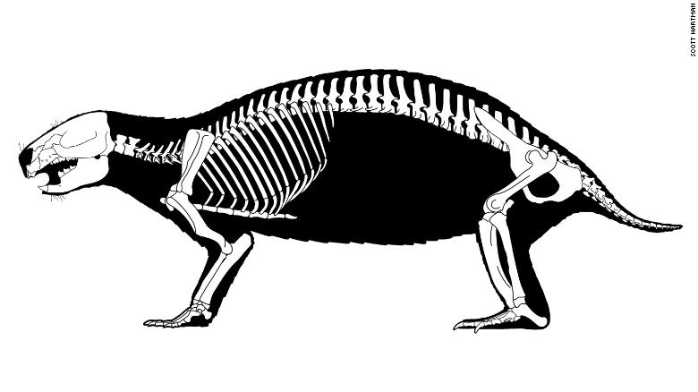 Ce dessin montre le squelette d'Adalatherium.