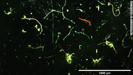 A collection of microfibers discovered by scientists.