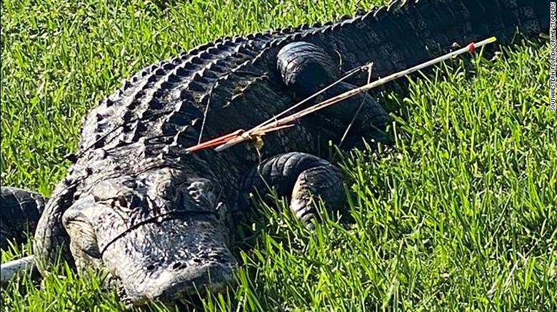 The alligator was found Wednesday in Florida. 