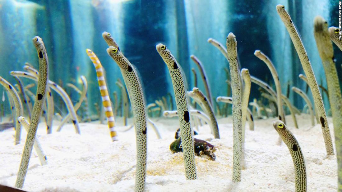 Tokyo's Sumida Aquarium wants you to FaceTime its shy eels | CNN ...