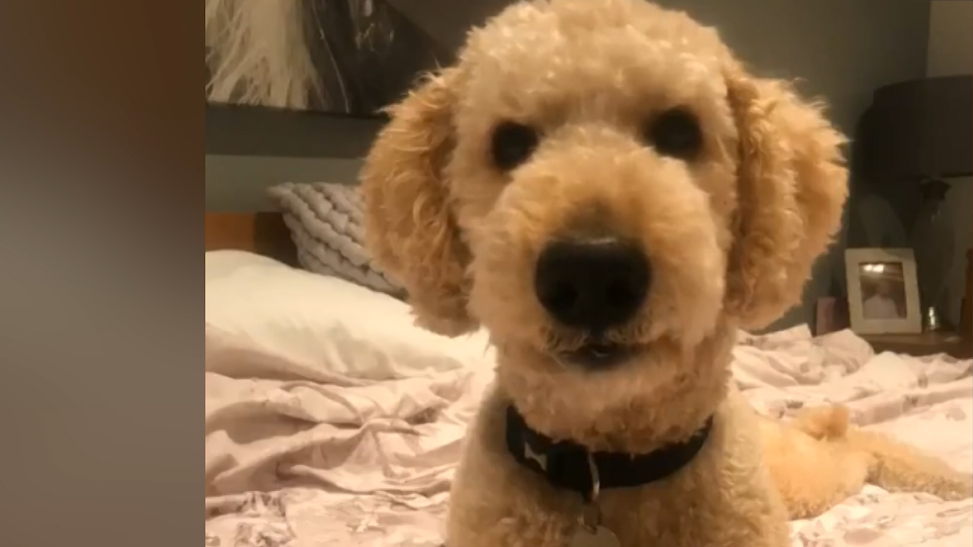 Watch Hilarious Talking Dog Meme About Quarantine Cnn Video