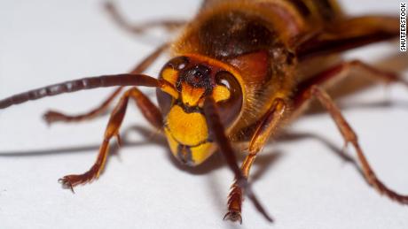 Invasive giant hornets have been spotted in the US for the first time 