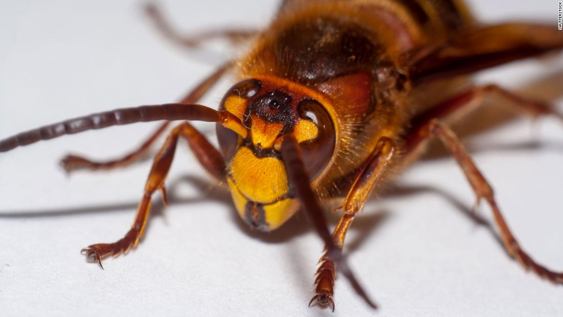 Invasive giant hornets have been spotted in the US for the ...