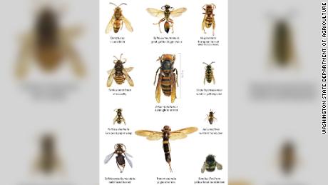 A size comparison of the Asian giant hornet and several other insects