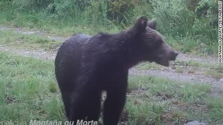 Brown bear seen for first time in 150 years in northern Spanish park