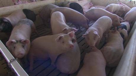 Hog farmer: I never imagined having to do this