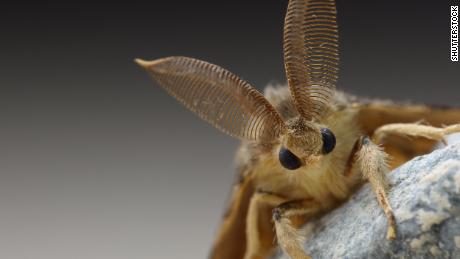 Washington state now has another bug to worry about after &#39;murder hornets.&#39; Gypsy moths