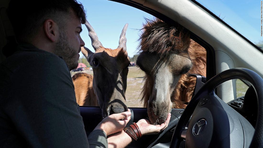 An eland antelope and a camel are fed by zoological director Markus Koechling at Safariland Stukenbrock, a zoo in Schloss Holte-Stukenbrock, Germany, on April 21. Safariland Stukenbrock is the first zoo in Germany that was allowed to reopen with a special permit. It offers a drive-thru safari for some of its open-air enclosures.