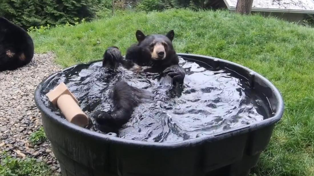 Stop what you're doing and watch this bear take a bath - CNN Video