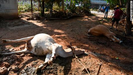 Dead cows on the ground after the leak at an LG Polymers plant, which had recently reopened after the coronavirus lockdown.