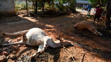 Dead cows on the ground after the leak at an LG Polymers plant, which had recently reopened after the coronavirus lockdown.