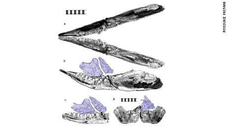 CT scans revealed pebble-like teeth for Cartorhynchus.