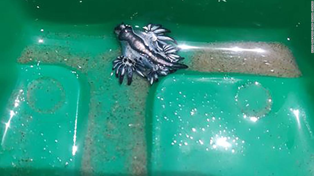 Rare blue dragons are washing up on Padre Island National Seashore