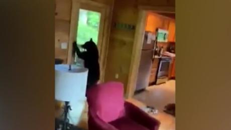 Tennessee Bear Breaks Into Cabin