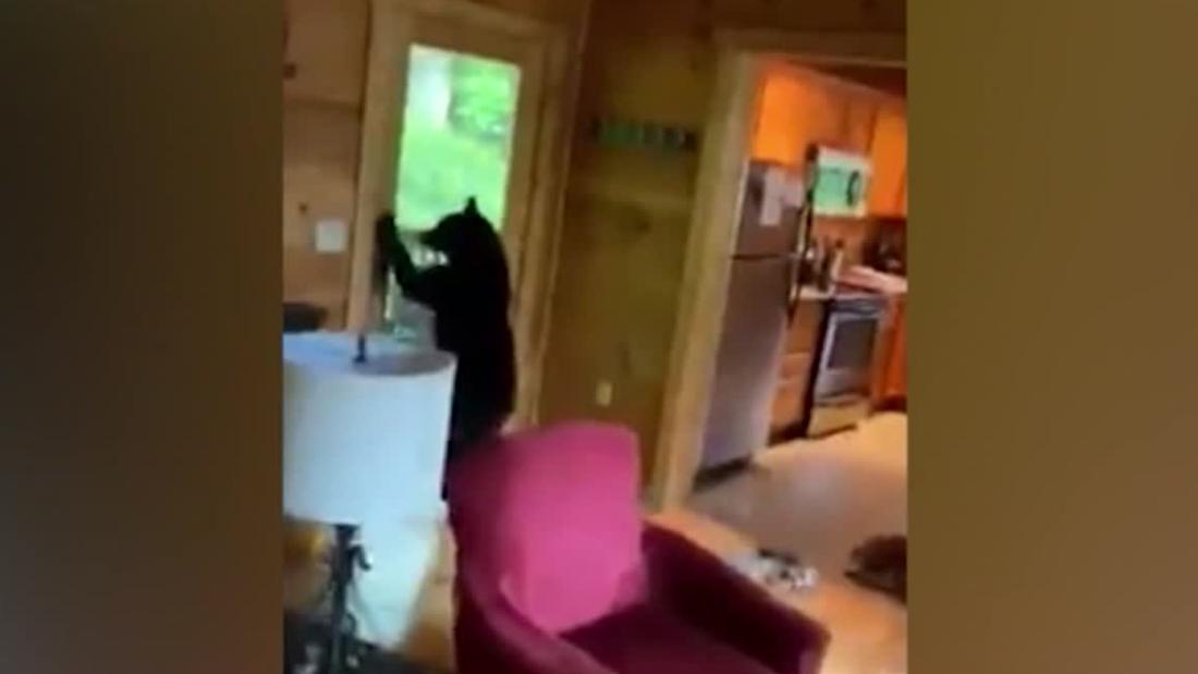 Bears break into cabin as guests hide