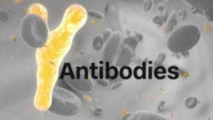 How antibodies protect us from viruses