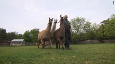 How llamas could hold the key to combatting Covid-19