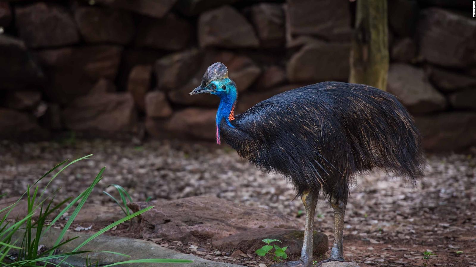 The cassowary bird: How the world's most dangerous bird got its unique